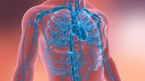 Menselijk Hart Met Circulatiesysteem Anatomie Voor Medisch Concept Illustratie — Stockfoto