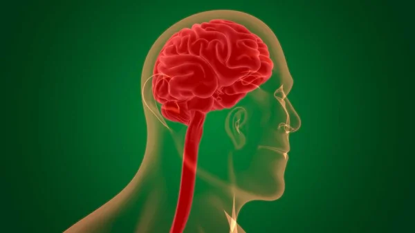 Ανθρώπινη Εγκεφαλική Ανατομία Για Την Ιατρική Έννοια Εικονογράφηση — Φωτογραφία Αρχείου