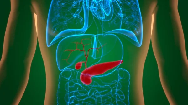 Gall Blamplifier Human Digestive System Anautopsy Medical Concept Illustration — 图库照片