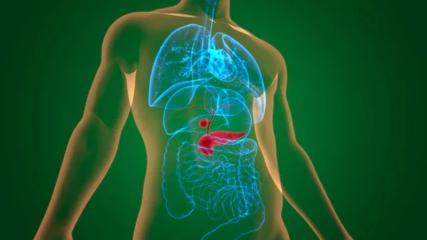 Gallblåsa Mänskliga Matsmältningssystemet Anatomi För Medicinska Begreppet Illustration — Stockfoto