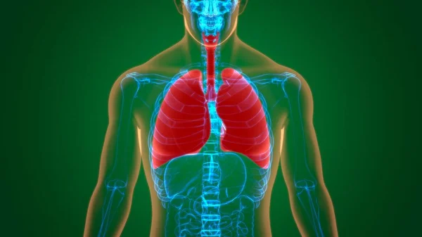 Anatomía Del Sistema Respiratorio Humano Los Pulmones Para Ilustración Del — Foto de Stock