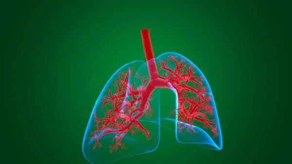 Anatomía Del Sistema Respiratorio Humano Los Pulmones Para Ilustración Del — Foto de Stock