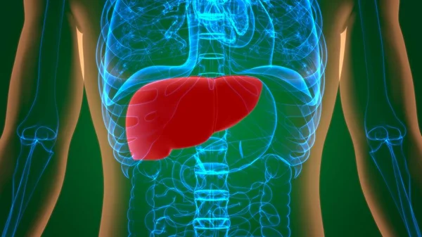 Karaciğer 3D Görüntü İnsan Sindirim Sistemi Anatomisi Tıbbi Konsept İçin