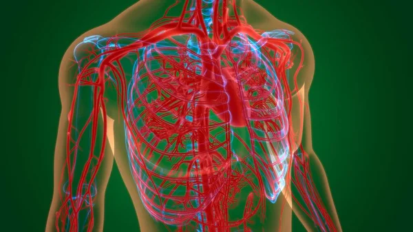 Human Heart Circulatory System Anatomy Medical Concept Illustration — Stock fotografie