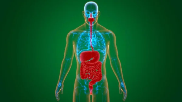 Anatomie Des Menschlichen Verdauungssystems Für Medizinisches Konzept Illustration — Stockfoto