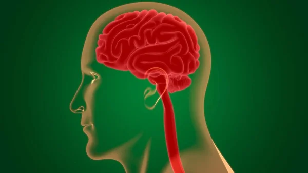Anatomie Cérébrale Humaine Pour Concept Médical Illustration — Photo