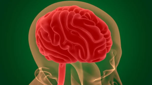 Anatomía Cerebral Humana Para Concepto Médico Ilustración — Foto de Stock