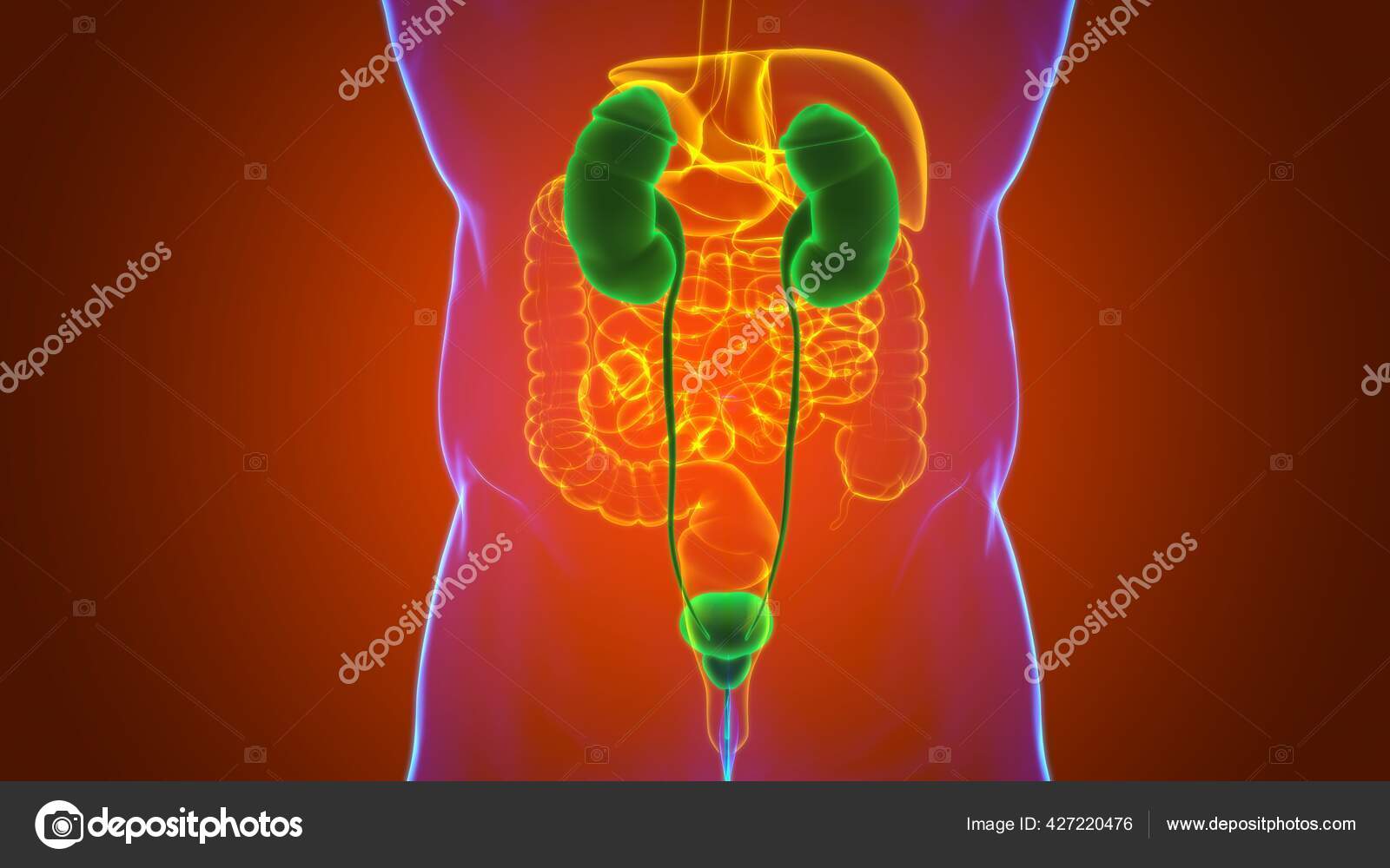 Human Urinary System Kidneys Bladder Anatomy Medical Concept