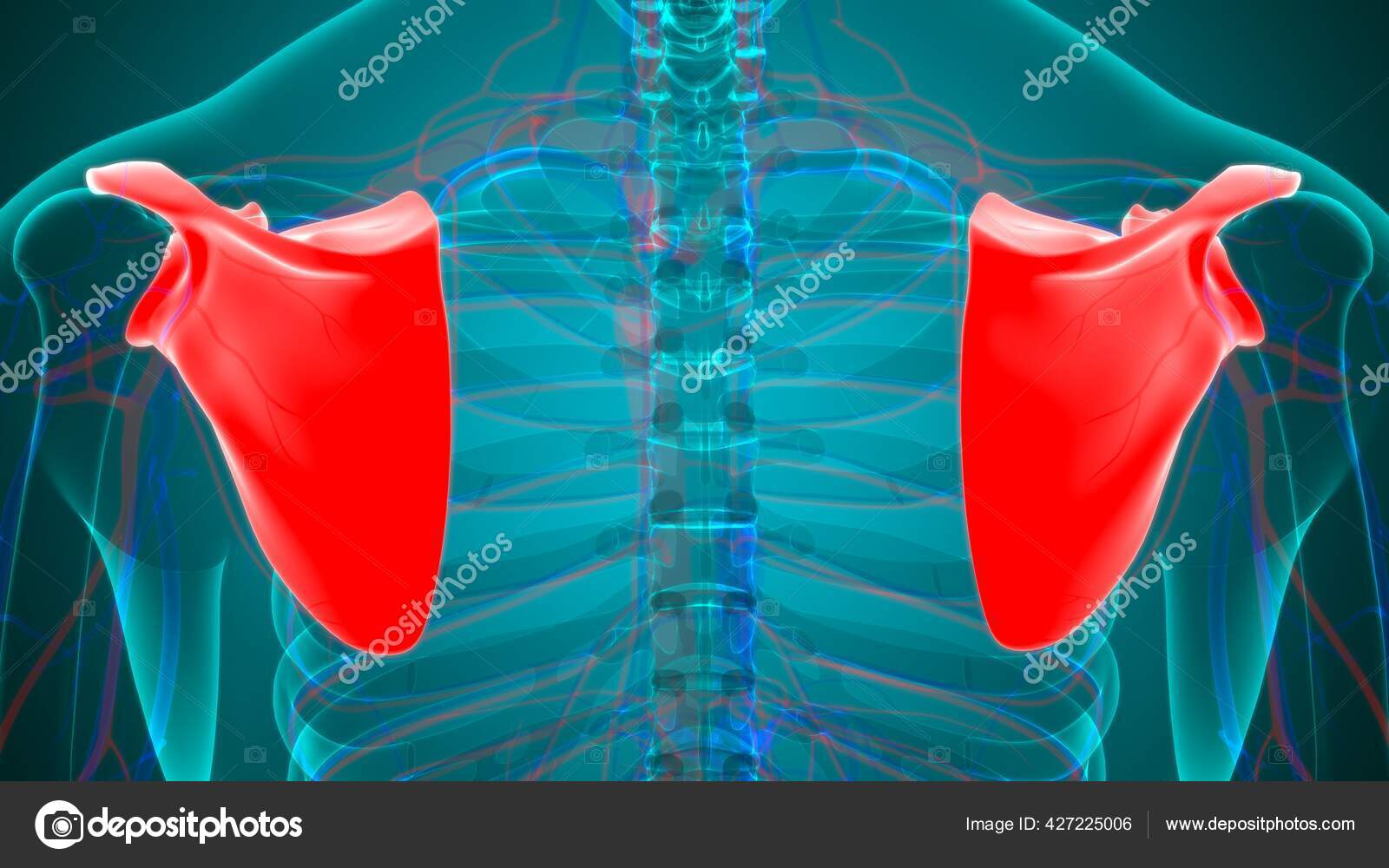 Human Skeleton Anatomy Scapula Bone Rendering Medical Concept Stock