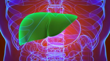 Karaciğer 3D Görüntü İnsan Sindirim Sistemi Anatomisi Tıbbi Konsept İçin