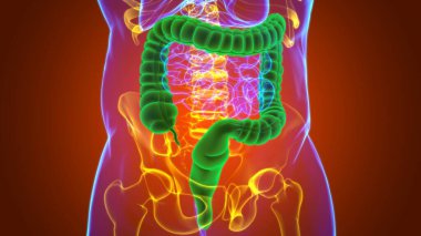Tıbbi Konsept İçin Büyük Bağırsak 3D Görüntü İnsan Sindirim Sistemi Anatomisi
