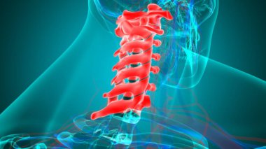 İnsan İskeleti Omurgası Servikal Omurga Anatomisi 3D İllüstrasyon
