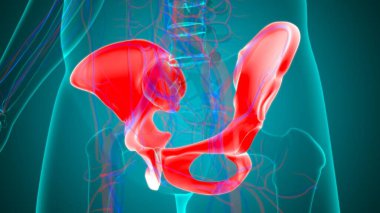 Tıbbi Konsept için İnsan İskeleti Kalçası veya Pelvik Kemik Anatomisi 3 boyutlu İllüstrasyon