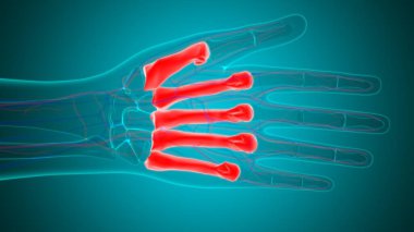 Tıbbi Konsept için İnsan İskelet El Matacarapls Kemik Anatomisi 3 boyutlu İllüstrasyon