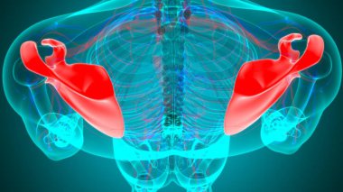 İnsan iskeleti anatomisi Scapula Kemiği Tıbbi Konsept için 3D Hazırlama