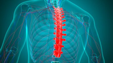 İnsan İskeleti Omurgası Torasik Omurga Anatomisi 3D İllüstrasyon