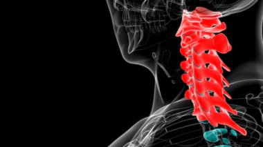 İnsan İskeleti Omurgası Servikal Omurga Anatomisi 3D İllüstrasyon