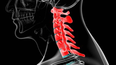 İnsan İskeleti Omurgası Servikal Omurga Anatomisi 3D İllüstrasyon