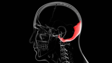 İnsan iskeleti Kafatası Oksipital Kemik Anatomisi Tıbbi Konsept 3 boyutlu İllüstrasyon