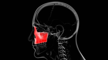İnsan iskeleti Kafatası Maxillal Kemik Anatomisi Tıbbi Konsept 3D Görüntü