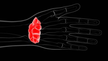 İnsan İskelet El Bilek Karpuz Kemik Anatomisi Tıbbi Konsept 3D İllüstrasyon