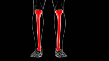 İnsan iskeleti anatomisi kaval kemiği 3D Tıbbi Kavram Hazırlama