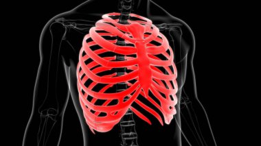 İnsan iskeleti anatomisi kaburga kafesi 3D Tıbbi Kavram Hazırlama