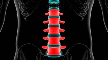 İnsan İskeleti Omurgası Bel Bel Omurgası Anatomi 3D Görüntü
