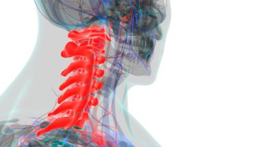 İnsan İskeleti Omurgası Servikal Omurga Anatomisi 3D İllüstrasyon