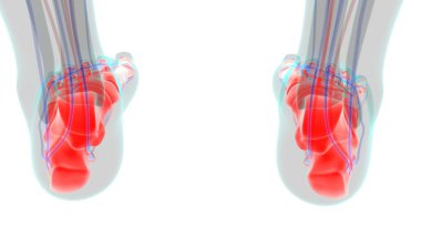 İnsan İskeleti Ayak Kemikleri Tıbbi Konsept 3D İllüstrasyon için Anatomi