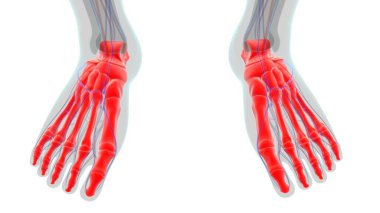 İnsan İskeleti Ayak Kemikleri Tıbbi Konsept 3D İllüstrasyon için Anatomi