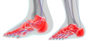İnsan İskeleti Ayak Kemikleri Tıbbi Konsept 3D İllüstrasyon için Anatomi