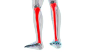 İnsan iskeleti anatomisi kaval kemiği 3D Tıbbi Kavram Hazırlama