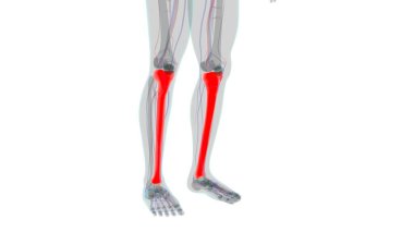 İnsan iskeleti anatomisi kaval kemiği 3D Tıbbi Kavram Hazırlama