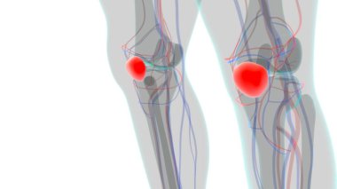 İnsan iskeleti anatomisi Patella Kemiği Tıbbi Konsept için 3B Hazırlama