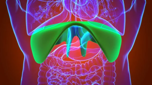 Anatomia Sistema Respiratório Humano Diafragma Para Ilustração Médica Conceito — Fotografia de Stock