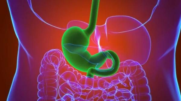 Anatomia Dello Stomaco Sistema Digestivo Umano Concetto Medico Illustrazione — Foto Stock