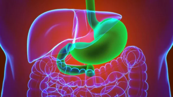 Anatomia Żołądka Ludzki Układ Trawienny Dla Koncepcji Medycznej Ilustracja — Zdjęcie stockowe