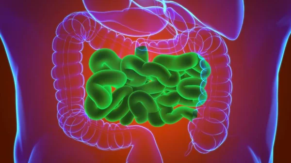 小さな腸3Dイラスト 人間の消化器系解剖学 — ストック写真