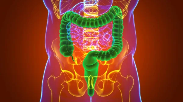 Anatomía Del Sistema Digestivo Humano Ilustración Del Intestino Grueso Para — Foto de Stock