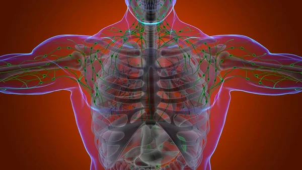 Anatomia Dos Nós Linfáticos Humanos Para Ilustração Médica Conceito — Fotografia de Stock