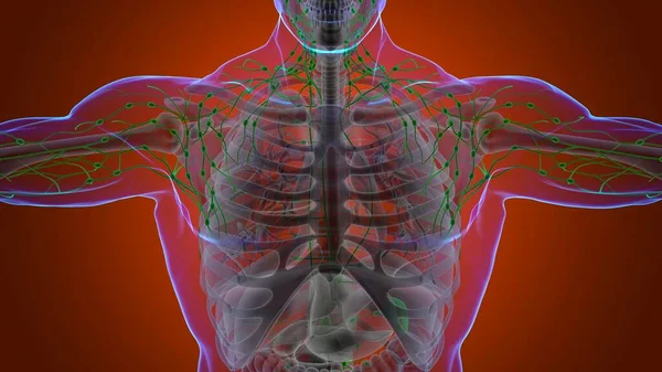 Human Lymph Nodes Anatomy Medical Concept Illustration — Stock Photo, Image