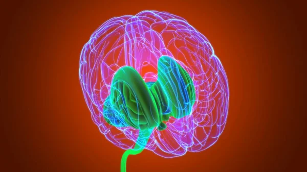 Piezas Internas Del Cerebro Humano Anatomía Para Concepto Médico Ilustración —  Fotos de Stock