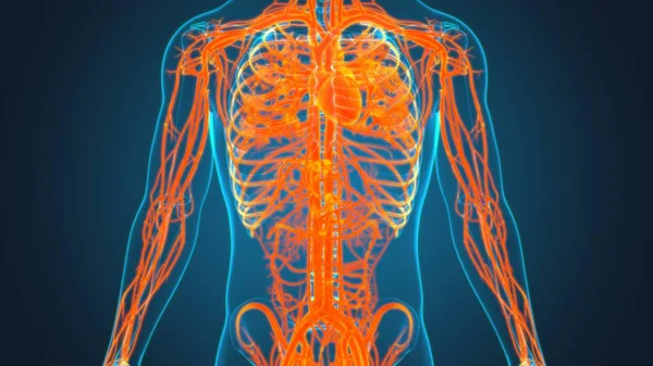 人的心脏与循环系统解剖 医学概念3D图解 — 图库照片