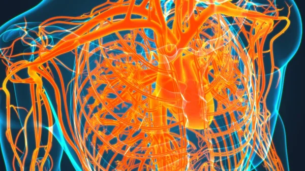 Human Heart Circulatory System Anatomy Medical Concept Illustration — Stock Photo, Image