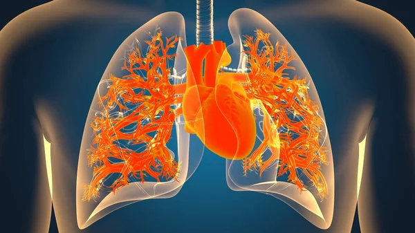 Anatomia Del Sistema Respiratorio Umano Dei Polmoni Concetto Medico Illustrazione — Foto Stock