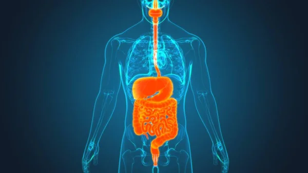 Anatomía Del Sistema Digestivo Humano Para Concepto Médico Ilustración — Foto de Stock