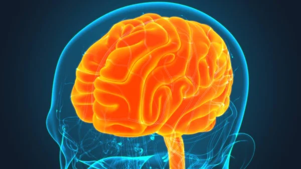 Anatomía Cerebral Humana Para Concepto Médico Ilustración — Foto de Stock