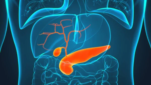 Anatomia Del Sistema Digestivo Umano Della Cistifellea Illustrazione Medica Concetto — Foto Stock