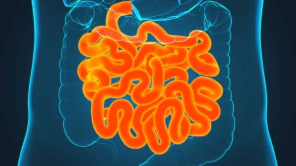 Anatomía Del Sistema Digestivo Humano Ilustración Del Intestino Delgado Para — Foto de Stock